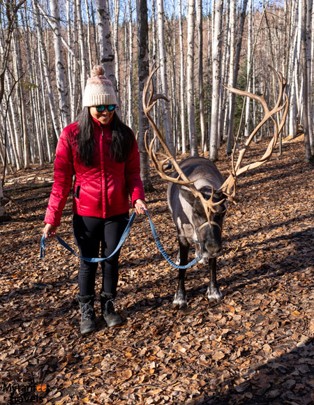 what-to-pack-for-alaska-in-the-fall-women packing for alaska in the fall. A woman wearing a red jacket, white beanie and black leggings is holding a leash of a reindeer in Alaska