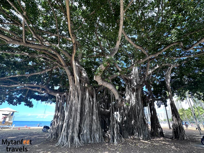 10 day hawaii itinerary banyan tree waikiki