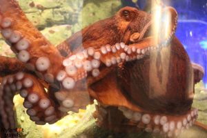 3 days in seattle in january giant pacific octupus